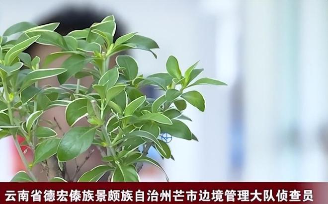 九游娱乐网站：云南夫妻突然一夜暴富引起警方怀疑蹲守3月直接逮捕一家三代(图12)