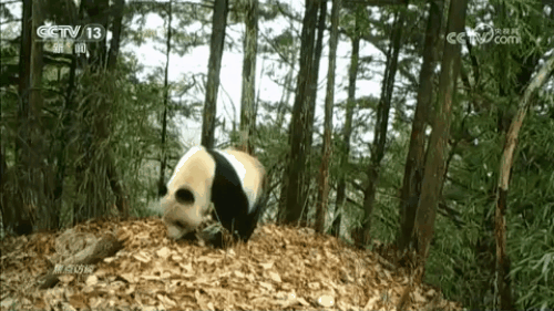 九游娱乐网站：焦点访谈｜生物多样性助力我国经济高质量发展(图6)